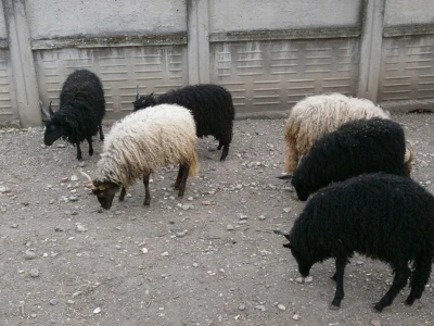 Mini Zoo vrt u Starom Laništu