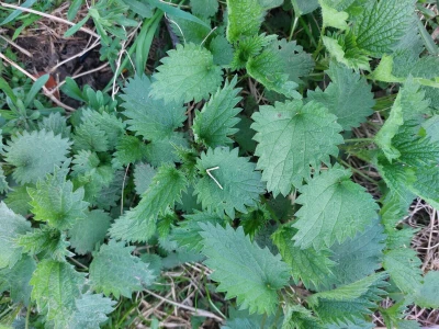 Mlada kopriva