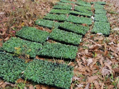 Mladi ljudi iz Beograda zasadili divlji origano
