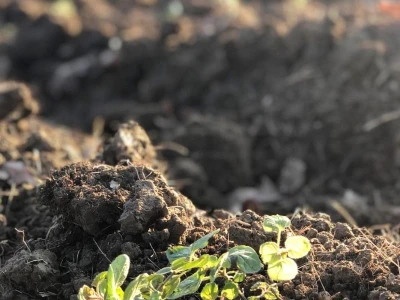 Mladi ljudi iz Beograda zasadili divlji origano