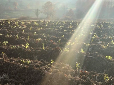 Mladi ljudi iz Beograda zasadili divlji origano