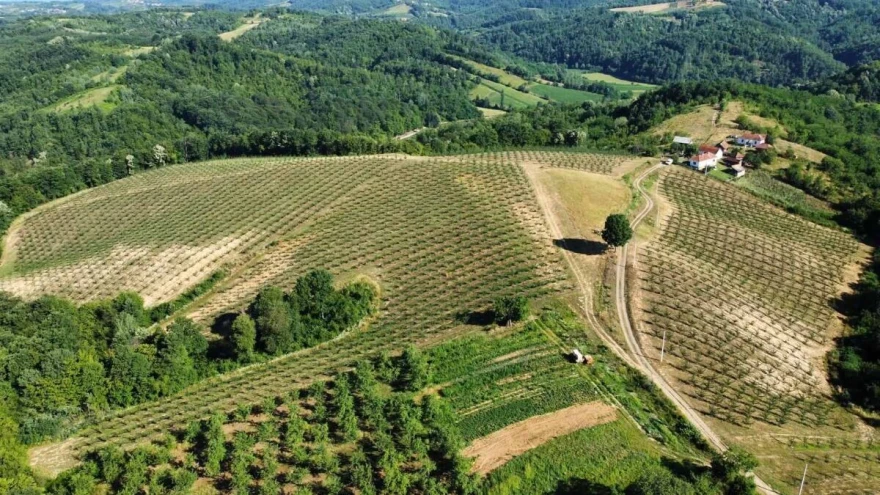 Voćnjaci