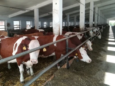 Monbelijar bikovi i potomci
