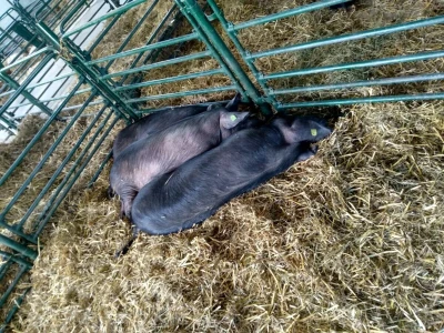 Moravka svinja