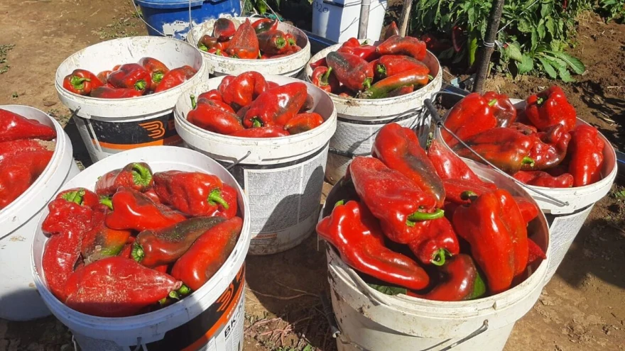 Moravska kapija, paprika