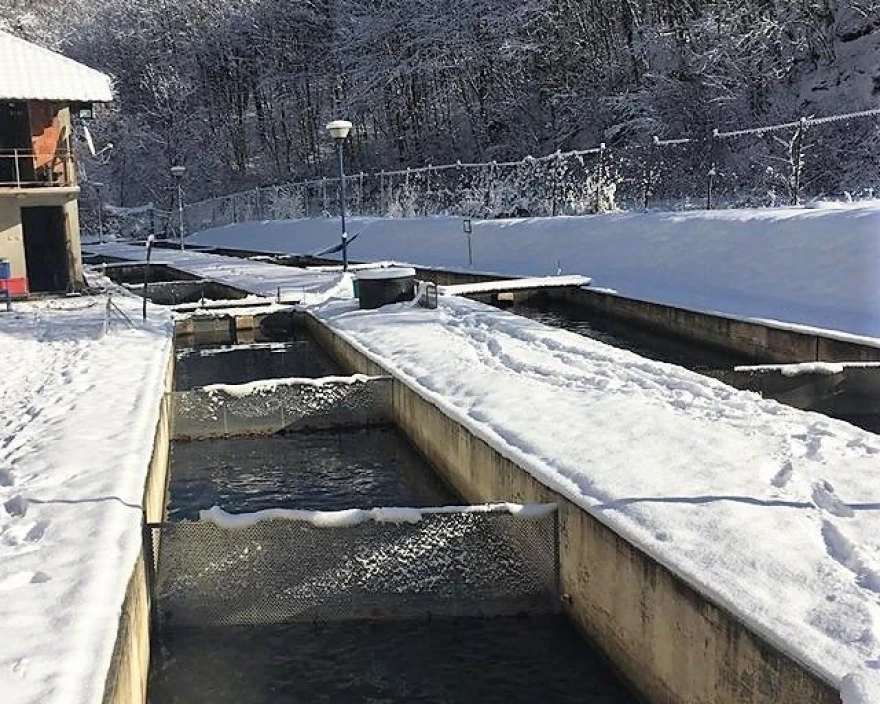 Mrestili&scaron;te