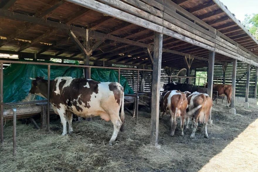 Farma krava