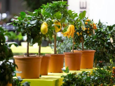 Myplant & Garden 2023