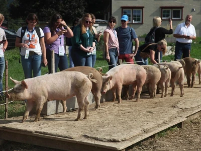 Na ovoj farmi krave jedu pivski kvasac