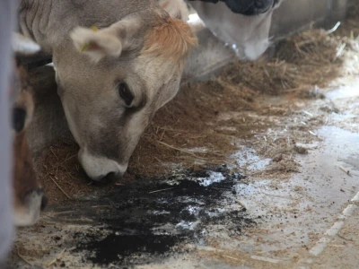 Na ovoj farmi krave jedu pivski kvasac
