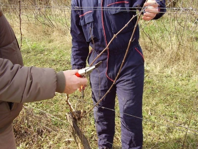 Načini rezidbe i uzgoji oblici u vinogradarstvu