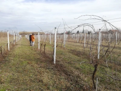 Načini rezidbe i uzgoji oblici u vinogradarstvu