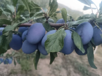 Najbolji mladi voćar