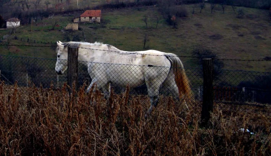 Konj