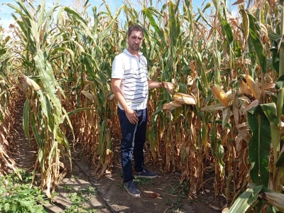 Nemanja Ivković, proizvodnja kukuruza
