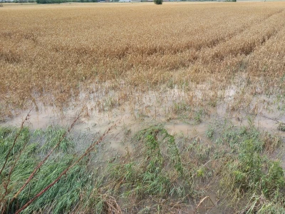 Nevreme Bačka Palanka