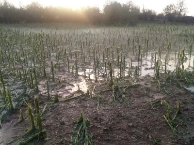 Nevreme i grad u šumadijskim selima ostavilo pustoš