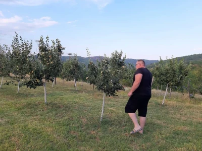 Nikolin voćnjak.
