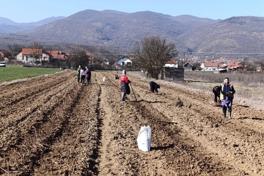 Sezonci sade malinu