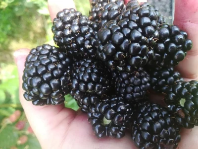 Niska otkupna cena kupine
