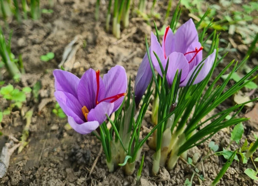 Dva cveta &scaron;afrana