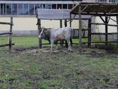 Podolac