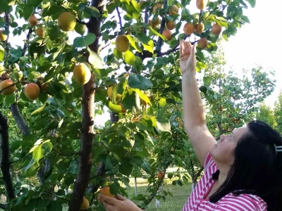 Obrovačke kajsije