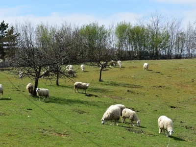 Odlični preduslovi za ovčarstvo