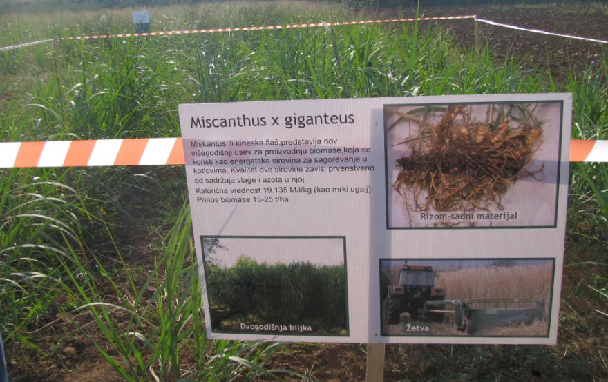 Miskantus