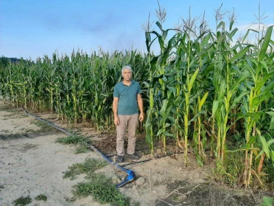 Ogledno polje pod kukuruzom