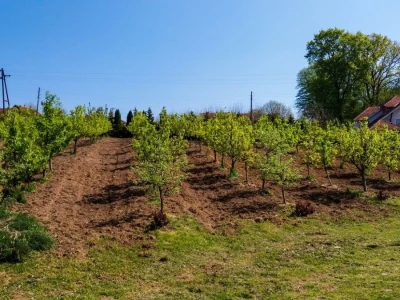 Organska prozivodnja - neiskorišćena šansa Srbije