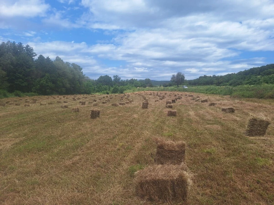 bale sena