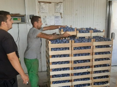 Otkup šljive u Trnavi kod Mome Vasiljević