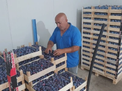 Otkup šljive u Trnavi kod Mome Vasiljević