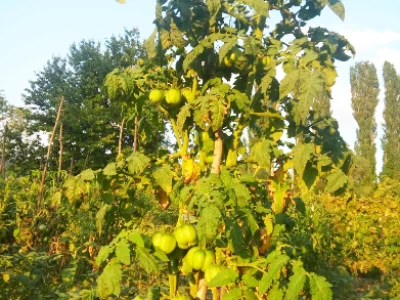 Otporne rajčice