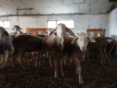Ovčarstvo isplativo uz podršku države
