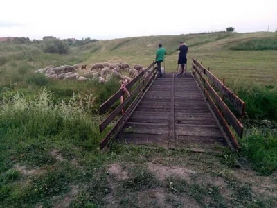 Ovčasrtvo