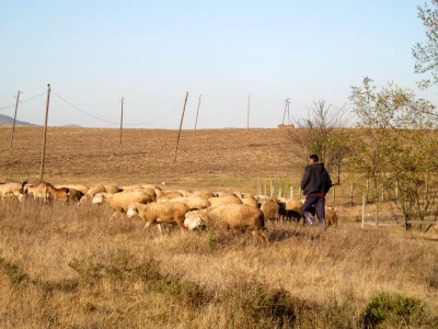 Zimsko jagnjenje ovaca