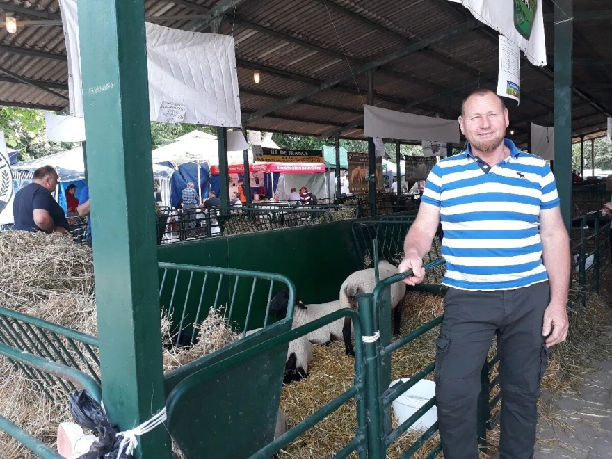 Đerđ pored ovaca