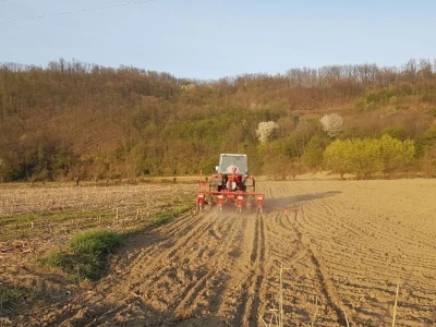 OVE GODINE NAJVIŠE POVRŠINA POD KUKURUZOM BIĆE ZASEJANO U OPTIMALNIM ROKOVIMA