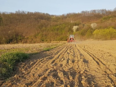 OVE GODINE NAJVIŠE POVRŠINA POD KUKURUZOM BIĆE ZASEJANO U OPTIMALNIM ROKOVIMA