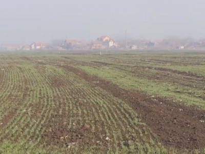 Ozime strne kulture dobro podnose zimu