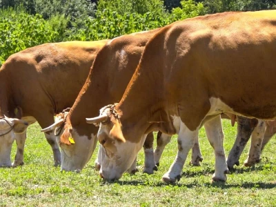 PADINE CERA IDEALNE ZA ISPAŠU GOVEDA