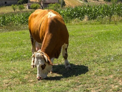 PADINE CERA IDEALNE ZA ISPAŠU GOVEDA