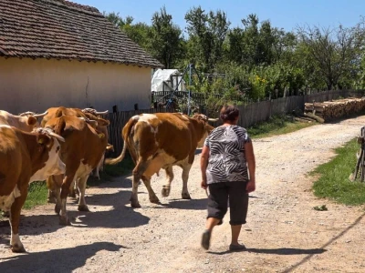 PADINE CERA IDEALNE ZA ISPAŠU GOVEDA