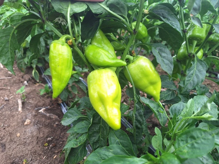 Paprika