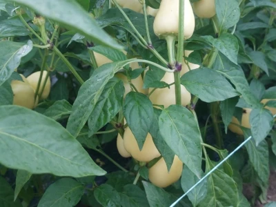 Paprika somborka i babura