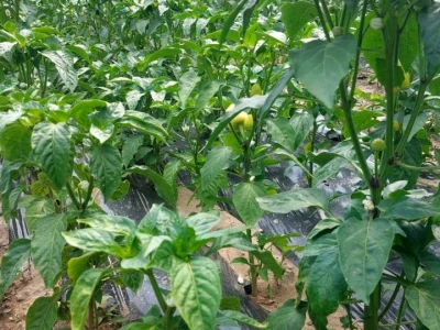 Paprika somborka i babura