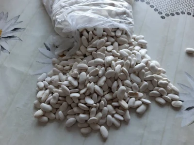 Pasulj