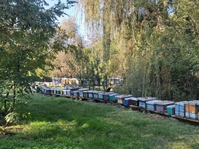 Pčelarev sin
